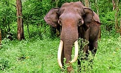 Chikmagalur: ಕಾಫಿನಾಡಲ್ಲಿ ನಿಲ್ಲದ ಕಾಡಾನೆ ದಾಳಿ