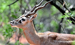 ಕರ್ನಾಟಕದ ಬಳಿಕ ಜಾರ್ಖಂಡ್‌ ಝೂನಲ್ಲಿ 10 ಕೃಷ್ಣಮೃಗಗಳ ಸಾವು    