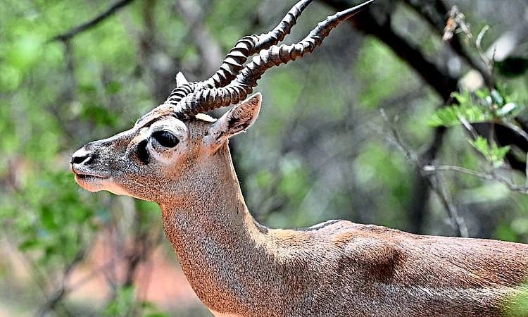 ಕರ್ನಾಟಕದ ಬಳಿಕ ಜಾರ್ಖಂಡ್‌ ಝೂನಲ್ಲಿ 10 ಕೃಷ್ಣಮೃಗಗಳ ಸಾವು    