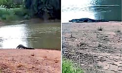 Kulageri Cross:ಮಲಪ್ರಭಾ ನದಿಯಲ್ಲಿ ಮೊಸಳೆ ಪ್ರತ್ಯಕ್ಷ;ನದಿ ಪಾತ್ರದ ಗ್ರಾಮಗಳ ರೈತರಲ್ಲಿ ಆತಂಕ