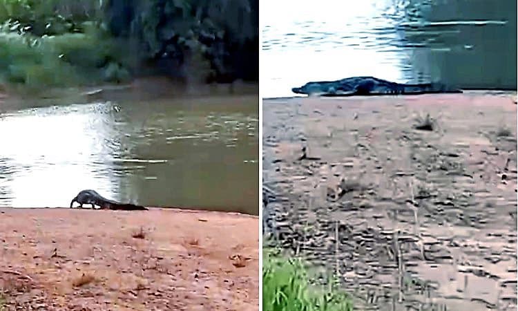 Kulageri Cross:ಮಲಪ್ರಭಾ ನದಿಯಲ್ಲಿ ಮೊಸಳೆ ಪ್ರತ್ಯಕ್ಷ;ನದಿ ಪಾತ್ರದ ಗ್ರಾಮಗಳ ರೈತರಲ್ಲಿ ಆತಂಕ