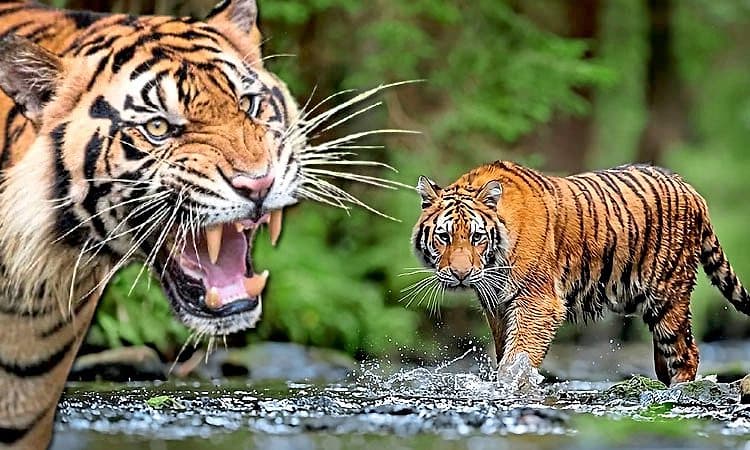 ಕಾಡಿನಲ್ಲಿ ಸದ್ದಡಗುತ್ತಿರುವ ಹುಲಿ ಗರ್ಜನೆ; ಹುಲಿಗಳ ಸಂಕಟ ಕೇಳೋರ್ಯಾರು?