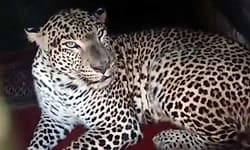 Gundlupete: ನಾಯಿ ಬೇಟೆಗೆ ಬಂದು ಬೋನಿಗೆ ಬಿದ್ದ ಗಂಡು ಚಿರತೆ