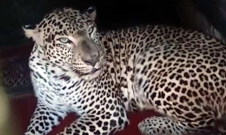 Gundlupete: ನಾಯಿ ಬೇಟೆಗೆ ಬಂದು ಬೋನಿಗೆ ಬಿದ್ದ ಗಂಡು ಚಿರತೆ