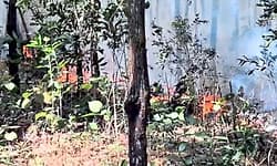 ಅನಿಲಕಟ್ಟೆ ಅರಣ್ಯದಲ್ಲಿ ಬೆಂಕಿ ಹಬ್ಬಿ ಮರ, ಗಿಡಗಳು ಭಸ್ಮ