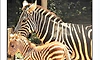 Mysuru: Zebra that gave birth to female calf 2 days ago dies