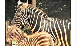 Mysuru: Zebra that gave birth to female calf 2 days ago dies