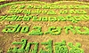 Farmers create paddy field message seeking D K Shivakumar as Chief Minister in Mandya