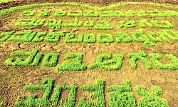 Farmers create paddy field message seeking D K Shivakumar as Chief Minister in Mandya