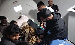 ತ್ಯಾವರೆಕೊಪ್ಪ ಸಿಂಹಧಾಮದ ಚಿರತೆಗೆ ಎಂಆರ್‌ಐ ಸ್ಕ್ಯಾನಿಂಗ್