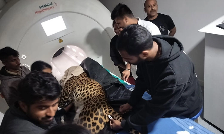 ತ್ಯಾವರೆಕೊಪ್ಪ ಸಿಂಹಧಾಮದ ಚಿರತೆಗೆ ಎಂಆರ್‌ಐ ಸ್ಕ್ಯಾನಿಂಗ್