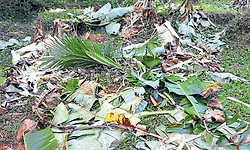 Kadaba: ಕಾಡಾನೆಗಳ ಉಪಟಳ: ಜನರು ಹೈರಾಣ