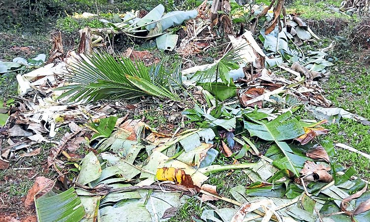 Kadaba: ಕಾಡಾನೆಗಳ ಉಪಟಳ: ಜನರು ಹೈರಾಣ