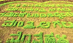 ಗದ್ದೆಯಲ್ಲೂ ಡಿಕೆಶಿ ಸಿಎಂ ಕೂಗು;ಭತ್ತದ ಪೈರಿನಲ್ಲಿ ವಿಶೇಷ ಅಭಿಮಾನ ವ್ಯಕ್ತಪಡಿಸಿದ ಅಭಿಮಾನಿಗಳು