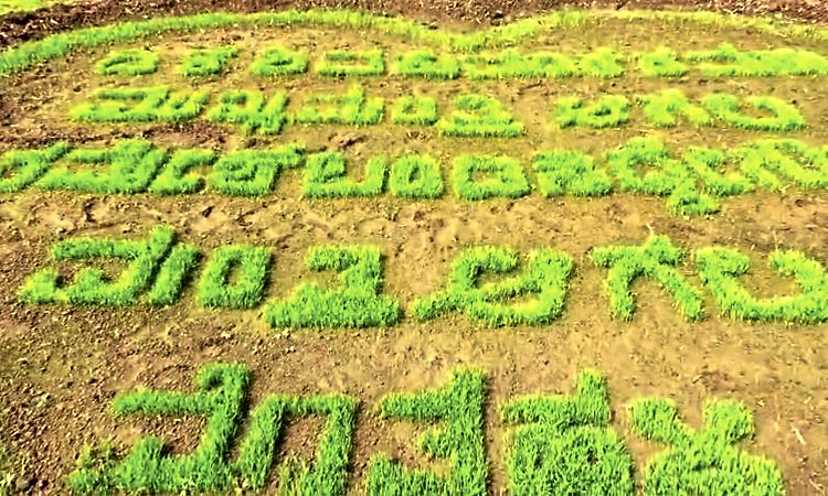 ಗದ್ದೆಯಲ್ಲೂ ಡಿಕೆಶಿ ಸಿಎಂ ಕೂಗು;ಭತ್ತದ ಪೈರಿನಲ್ಲಿ ವಿಶೇಷ ಅಭಿಮಾನ ವ್ಯಕ್ತಪಡಿಸಿದ ಅಭಿಮಾನಿಗಳು