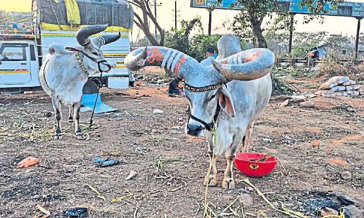 Bantwal: ಬೃಹತ್‌ ಗಾತ್ರದ ನಂದಿಗಳ ಸಹಿತ ಪುಣ್ಯಕ್ಷೇತ್ರ ದರ್ಶನ