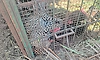 4-year-old leopard trapped in cage at Padaguru in Gundlupet