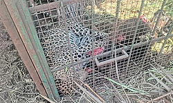 4-year-old leopard trapped in cage at Padaguru in Gundlupet
