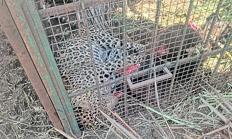 4-year-old leopard trapped in cage at Padaguru in Gundlupet