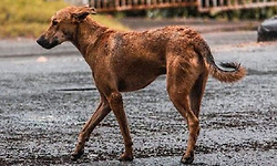 Rs 45 crore allocated for stray dog control in Bengaluru