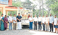 ಮಲೆನಾಡ ಗಿಡ್ಡ: ಹೊರರಾಜ್ಯದಲ್ಲೂ ಬೇಡಿಕೆ