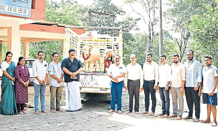 ಮಲೆನಾಡ ಗಿಡ್ಡ: ಹೊರರಾಜ್ಯದಲ್ಲೂ ಬೇಡಿಕೆ