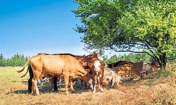 Karkala; ಬಿಸಿಲ ಬೇಗೆಯಿಂದ ಜಾನುವಾರುಗಳ ರಕ್ಷಿಸಿ