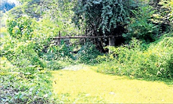 ಪಚ್ಚನಾಡಿ: ತ್ಯಾಜ್ಯ ವಾಸನೆಯಿಂದ ಮುಕ್ತಿ ಕೊಡಿ!