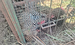 ಗುಂಡ್ಲುಪೇಟೆ: ಪಡಗೂರಿನಲ್ಲಿ ಬೋನಿಗೆ ಬಿದ್ದ 4 ವರ್ಷದ ಚಿರತೆ ಸೆರೆ