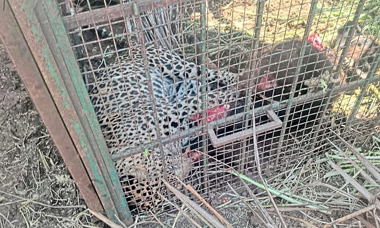 ಗುಂಡ್ಲುಪೇಟೆ: ಪಡಗೂರಿನಲ್ಲಿ ಬೋನಿಗೆ ಬಿದ್ದ 4 ವರ್ಷದ ಚಿರತೆ ಸೆರೆ