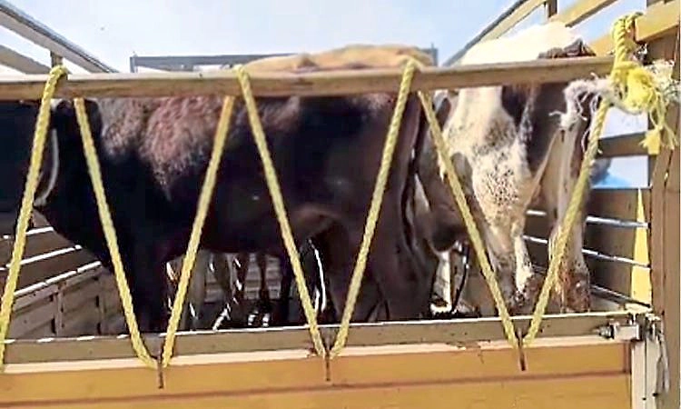 ಜಾನುವಾರುಗಳನ್ನು ಕಸಾಯಿಖಾನೆಗೆ ಸಾಗಿಸುತ್ತಿದ್ದುದ್ದನ್ನು ಪ್ರಶ್ನಿಸಿದ ಯುವಕನ ಮೇಲೆ ಹಲ್ಲೆ