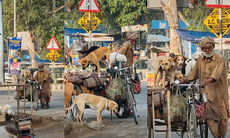 Video Viral: ಸೈಕಲ್ ರಿಕ್ಷಾದಲ್ಲಿ ಐದು ನಾಯಿಗಳನ್ನು ಕೂರಿಸಿ ಪ್ರಯಾಣ ಬೆಳೆಸಿದ ವೃದ್ಧ