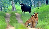 Bhadra Sanctuary: ಭದ್ರಾ ಅಭಯಾರಣ್ಯಕ್ಕೊಂದು ಭೇಟಿ