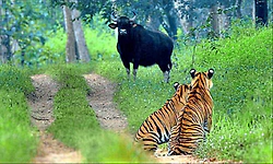 Bhadra Sanctuary: ಭದ್ರಾ ಅಭಯಾರಣ್ಯಕ್ಕೊಂದು ಭೇಟಿ