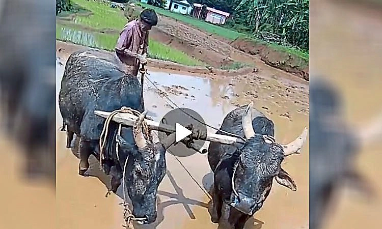 ಮನೆಯ ಬಳಿ ಕಟ್ಟಿಹಾಕಿದ್ದ ಜೋಡೆತ್ತುಗಳನ್ನು ಕದ್ದೊಯ್ದ ಖದೀಮರು: ಕಂಗಾಲಾದ ಕುಟುಂಬ