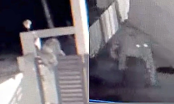 Leopard jumps compound wall, triggers concern among villagers in Mandya
