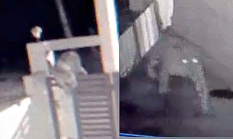 Leopard jumps compound wall, triggers concern among villagers in Mandya
