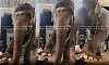 Baby elephant insists on a leg massage from its mahout; adorable video goes viral
