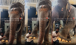 Baby elephant insists on a leg massage from its mahout; adorable video goes viral