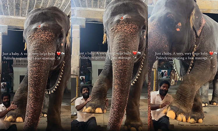 Baby elephant insists on a leg massage from its mahout; adorable video goes viral