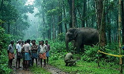 ಇಡುಕ್ಕಿ: ಮಹಿಳೆಯನ್ನು ತುಳಿದು ಕೊಂದ ಕಾಡಾನೆ
