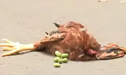 ಸಿಎಂ ಮನೆ ರಸ್ತೆಯಲ್ಲಿ ನಿಂಬೆಹಣ್ಣು, ಸತ್ತ ಕೋಳಿ: ವಾಮಾಚಾರ ಶಂಕೆ