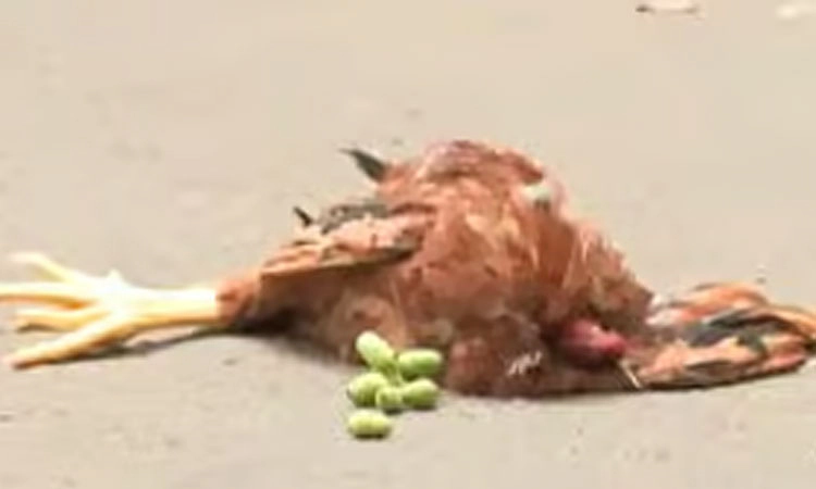 ಸಿಎಂ ಮನೆ ರಸ್ತೆಯಲ್ಲಿ ನಿಂಬೆಹಣ್ಣು, ಸತ್ತ ಕೋಳಿ: ವಾಮಾಚಾರ ಶಂಕೆ