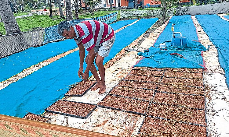 Kundapur: ಮುಂಗಾರು ಆರಂಭ; ಬಿತ್ತನೆ ಕಾರ್ಯಕ್ಕೆ ಚಾಲನೆ