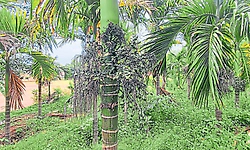 Sullia: ಪಾಠದ ಜತೆಗೆ ಕೃಷಿ: ಸ್ವಾವಲಂಬನೆಯತ್ತ ಶಾಲೆ
