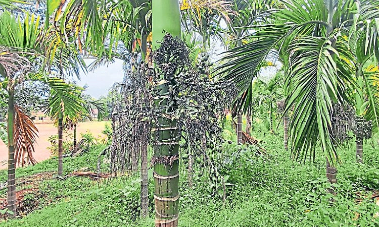 Sullia: ಪಾಠದ ಜತೆಗೆ ಕೃಷಿ: ಸ್ವಾವಲಂಬನೆಯತ್ತ ಶಾಲೆ