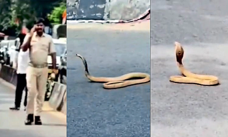 Cobra: ಪ್ಯಾಲೇಸ್ ರೋಡಲ್ಲಿ ಹೆಡೆ ಎತ್ತಿ ನಿಂತ ಬುಸ್ ಬುಸ್... 40 ನಿಮಿಷ ಸಂಚಾರ ಅಸ್ತವ್ಯಸ್ತ