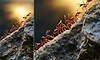 Ant: ಇರುವೆ- ಪರಿಶ್ರಮ, ಶಿಸ್ತು, ಒಗ್ಗಟ್ಟಿನ ಪ್ರತೀಕ