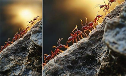 Ant: ಇರುವೆ- ಪರಿಶ್ರಮ, ಶಿಸ್ತು, ಒಗ್ಗಟ್ಟಿನ ಪ್ರತೀಕ
