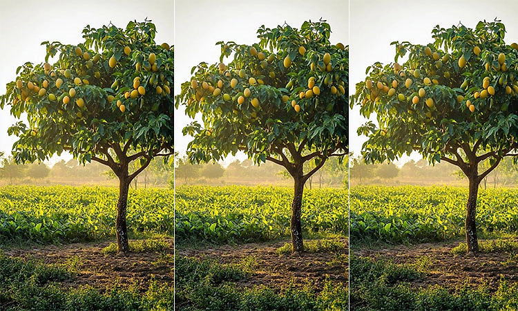 Life: ಬದುಕು... ನೂರು ನೂರು ತರಹ
